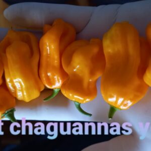 7 Pot Chaguannas Yellow