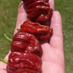 7 Pot Doughlah
