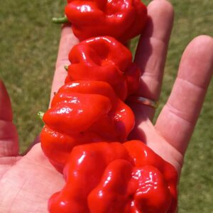 7 Pot Jonah Red