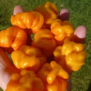 7 Pot Jonah Yellow