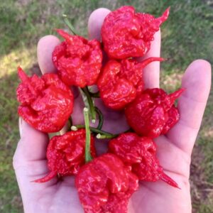 7 Pot Primo