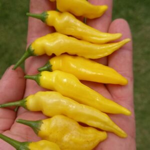 Aij Lemon