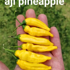 Aji Pineapple