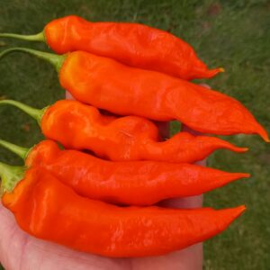 Aji Amarillo