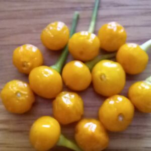 Aji Charapita