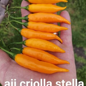 Aji Criolla Stella