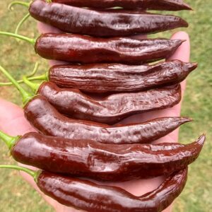 Aji Panca