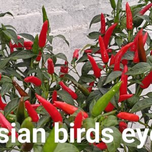 Asian Birds Eye