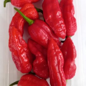 Bhut Jolokia Red Ghost