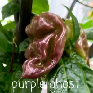 Bhut Jolokia Purple Ghost