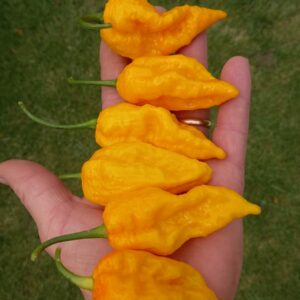 Bhut Jolokia Yellow Ghost