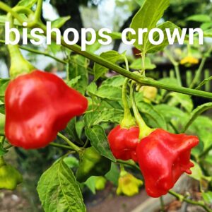 Bishops Crown