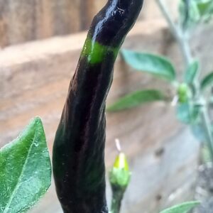 Black Cobra