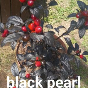 Black Pearl