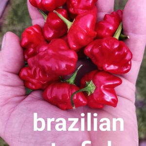 Brazilian Starfish