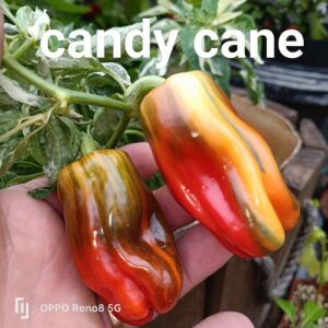 Candy Cane
