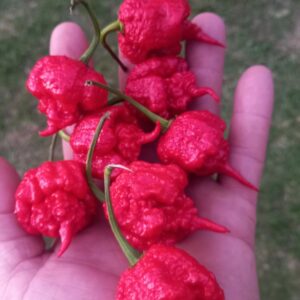 Carolina Reaper