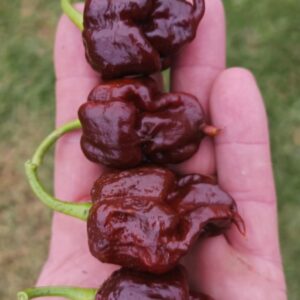 Choc Moruga Scorpion