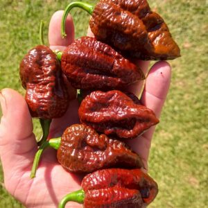 Chocolate Apocalypse Scorpion
