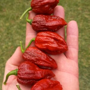 Chocolate Bhutlah