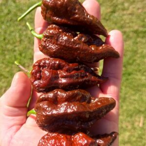 Chocolate Bhut Jolokia.