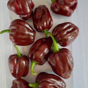 Chocolate Habanero