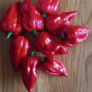 Dorset Naga