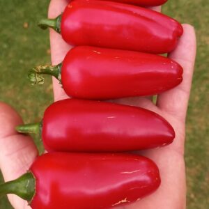 Felicity Jalapeño.
