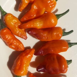 Hallows Eve Orange