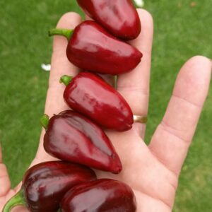 Hungarian Black