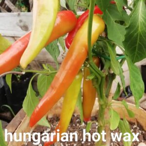 Hungarian Hot Wax