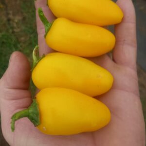 Jalapeno Lemon spice