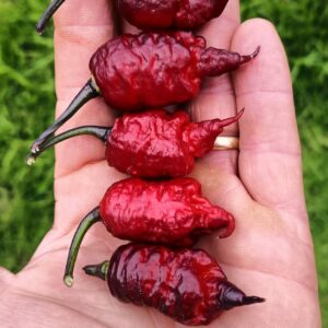 Jay's Red Ghost Scorpion X Pink Tiger