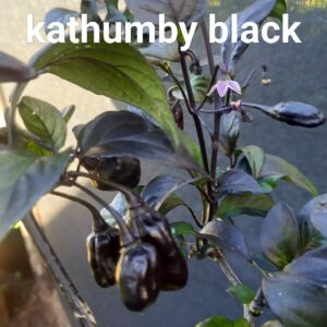 Kathhumby Black