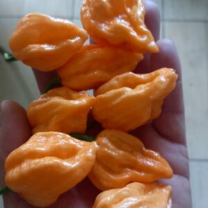 Kracken Peach