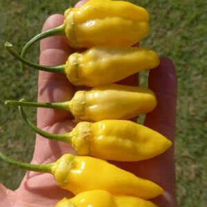 Lemon Puma bbg