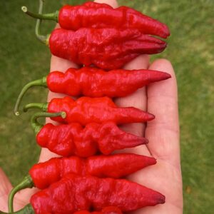 Leopard Pimento