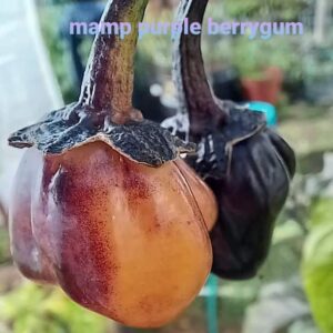 Mamp Purple Berrygum
