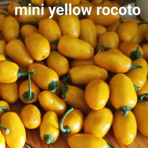 Mini Yellow Rocoto