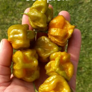 Mustard Apocalypse Scorpion