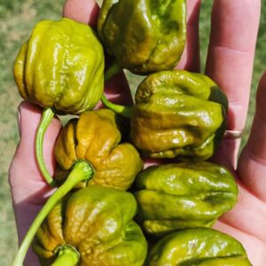 Mustard Bhutlah