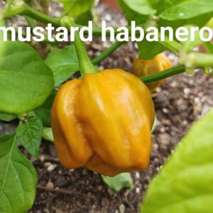 Mustard Habanero