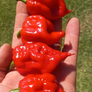 Naga Morich