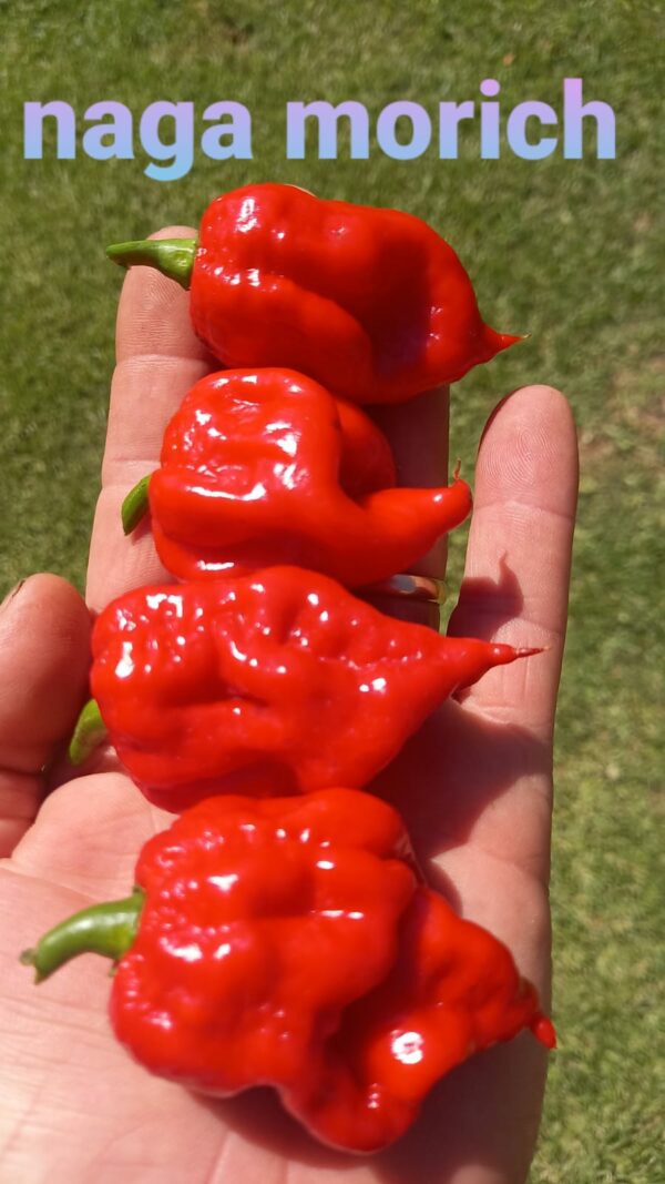 Morich Naga Morich | Bay Chillis