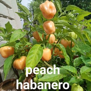 Peach Habanero