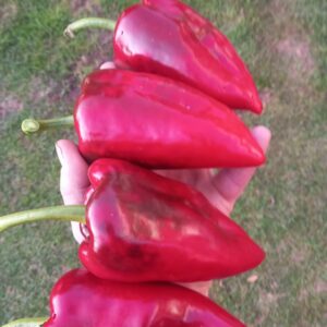 Poblano