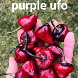 Purple UFO