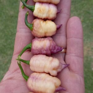 Reaper Pink Peach