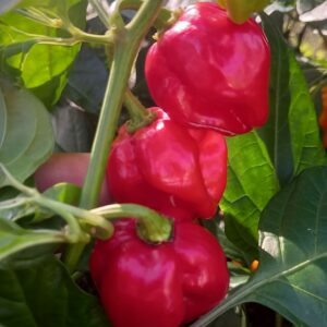 Red Habanero