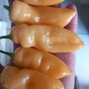 Sugar Rush Peach